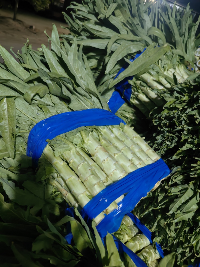 青皮莴苣精品莴苣，山东莴苣货源充足质量保证欢迎咨询