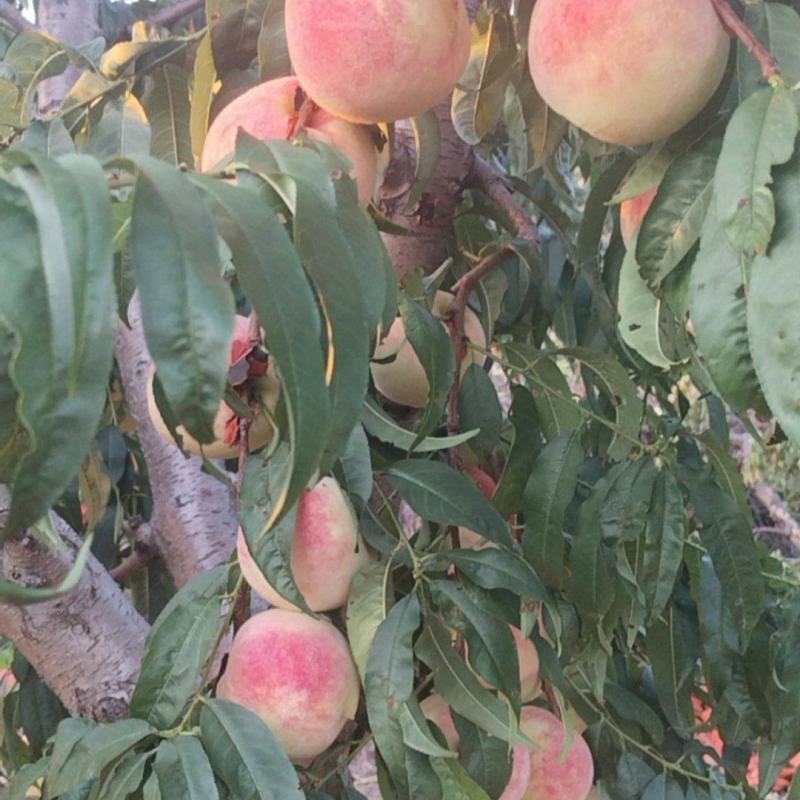 金秋红蜜大甜桃