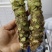 山葵现挖现发，保鲜保质，有需要的老板看过来