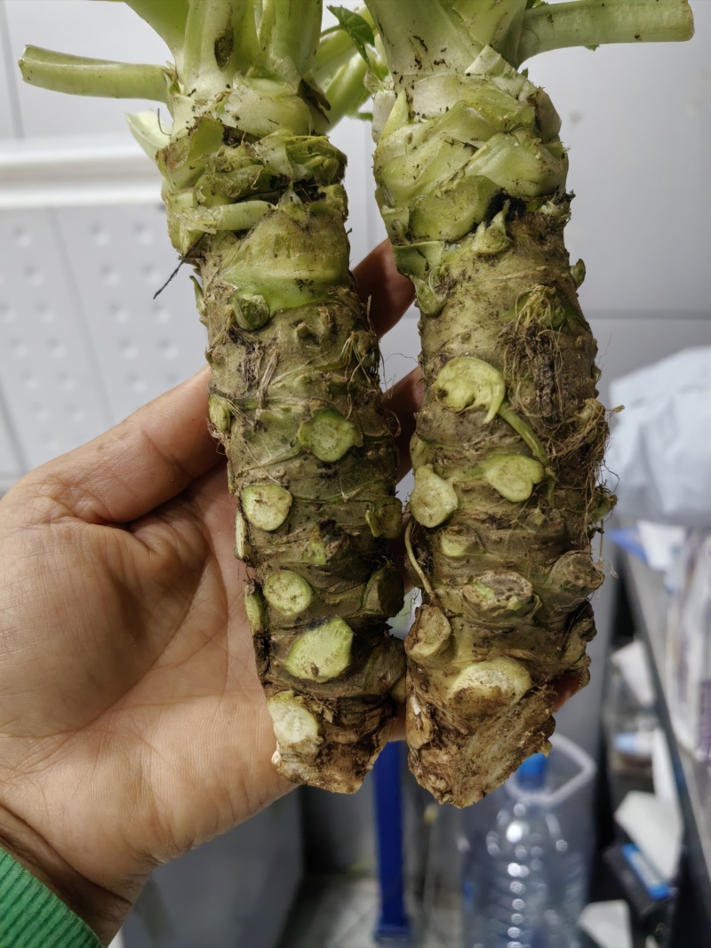 山葵现挖现发，保鲜保质，有需要的老板看过来