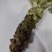 山葵现挖现发，保鲜保质，有需要的老板看过来
