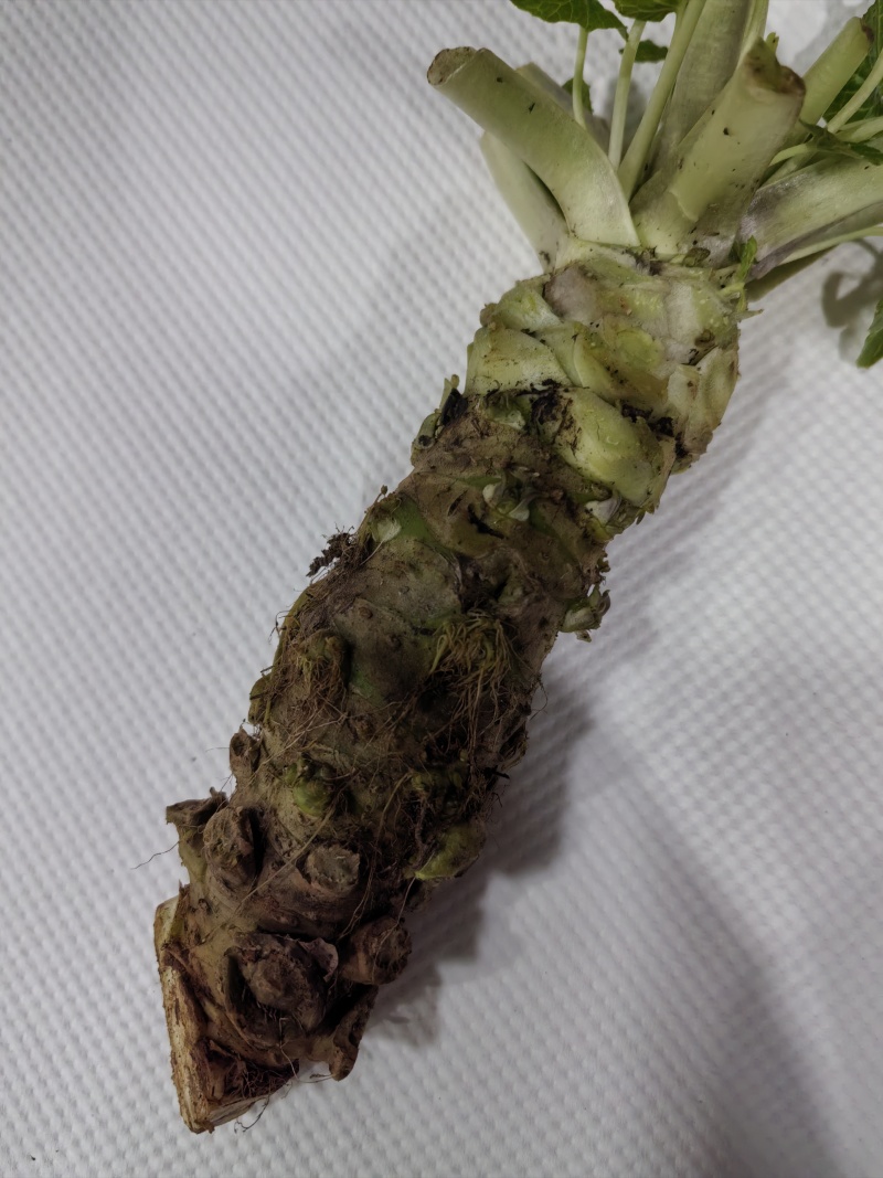 山葵现挖现发，保鲜保质，有需要的老板看过来