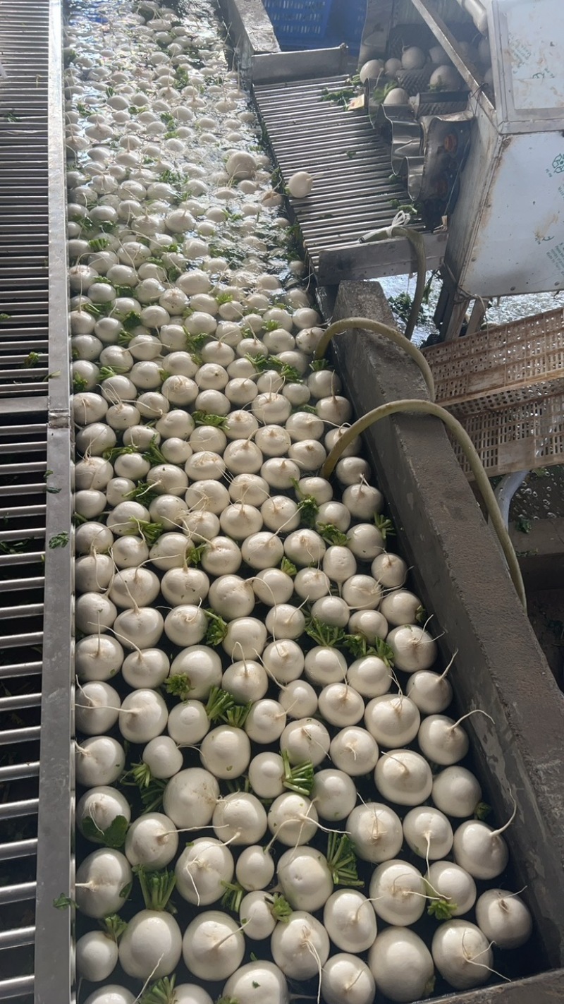湖北圆白萝卜，产地直发，一手货源，大量供应，诚信合作。