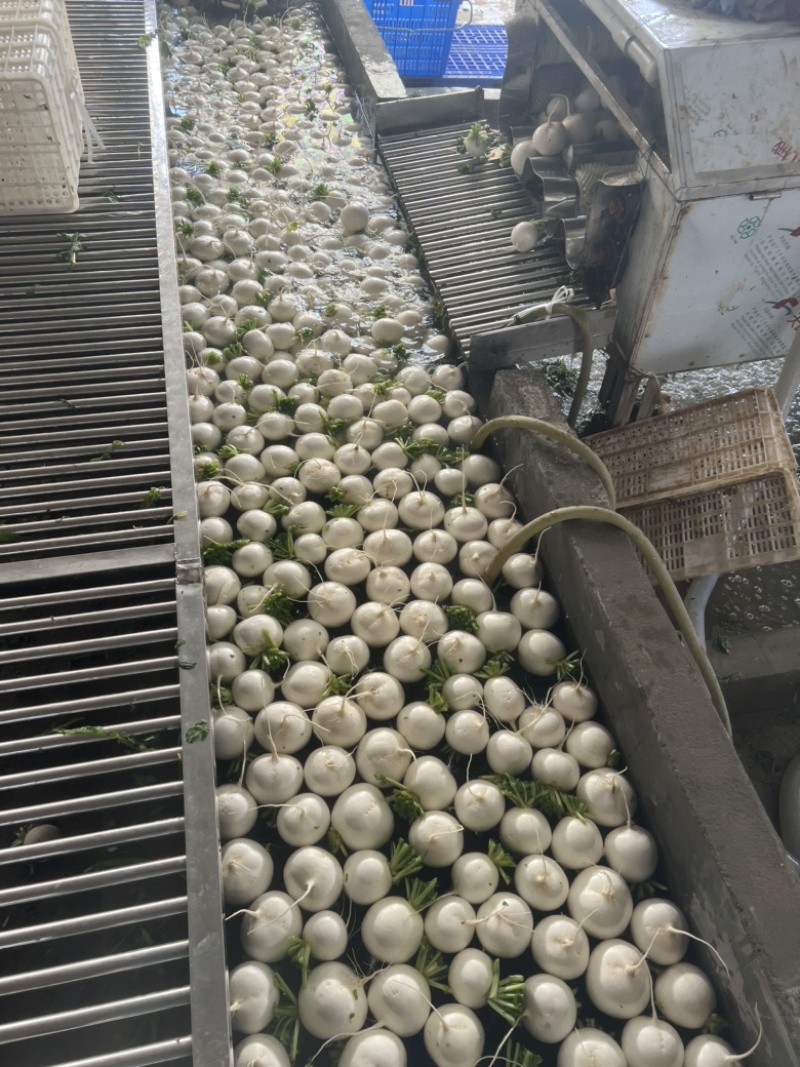 湖北圆白萝卜，产地直发，一手货源，大量供应，诚信合作。
