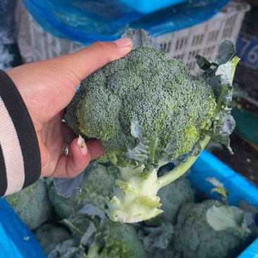 精品西兰花，大量有货