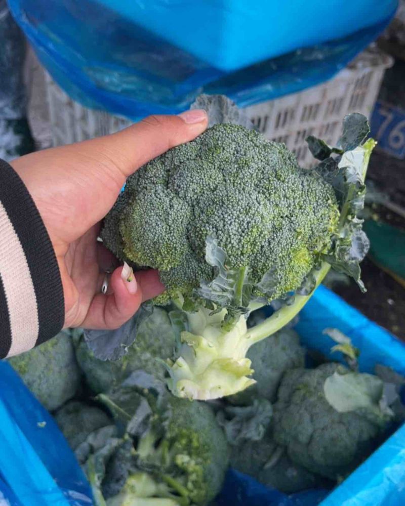 精品西兰花，大量有货