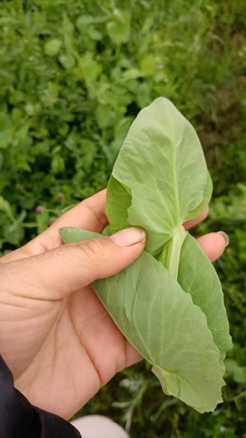新鲜豆杯，贵州省六盘水市当地产，优质，健康美味