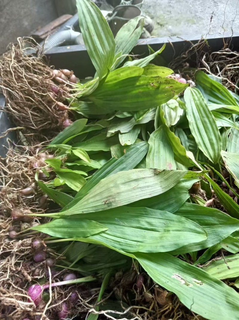 大叶冰球子高低海拔都合适种植，很多品种在低海拔种会腐烂