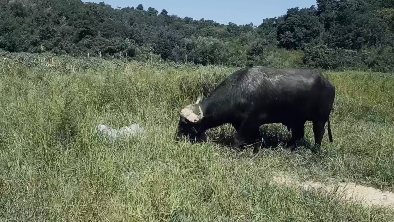 放养水牛