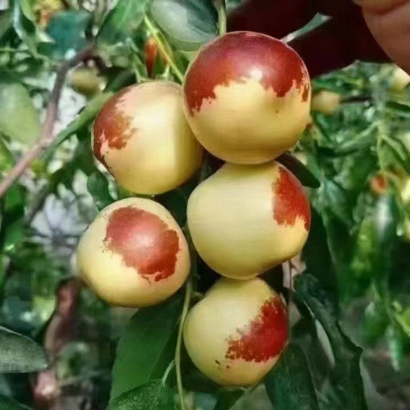 沾化大棚冬枣