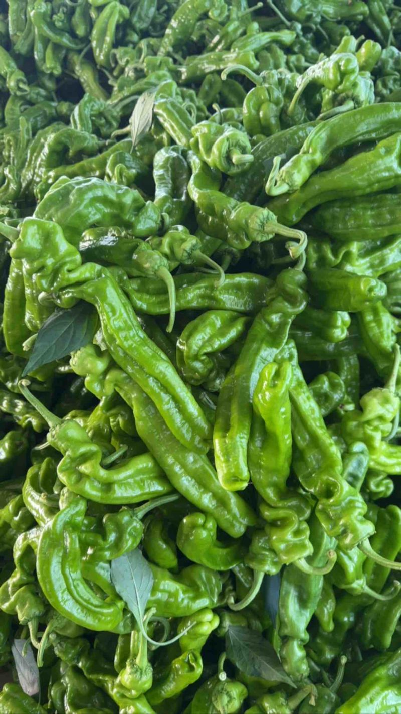 山东费县各种青椒，对接各大批发市场及电商平台