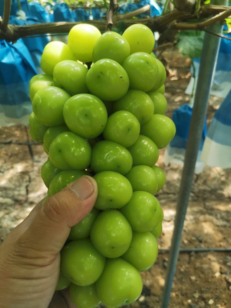 阳光玫瑰葡萄，