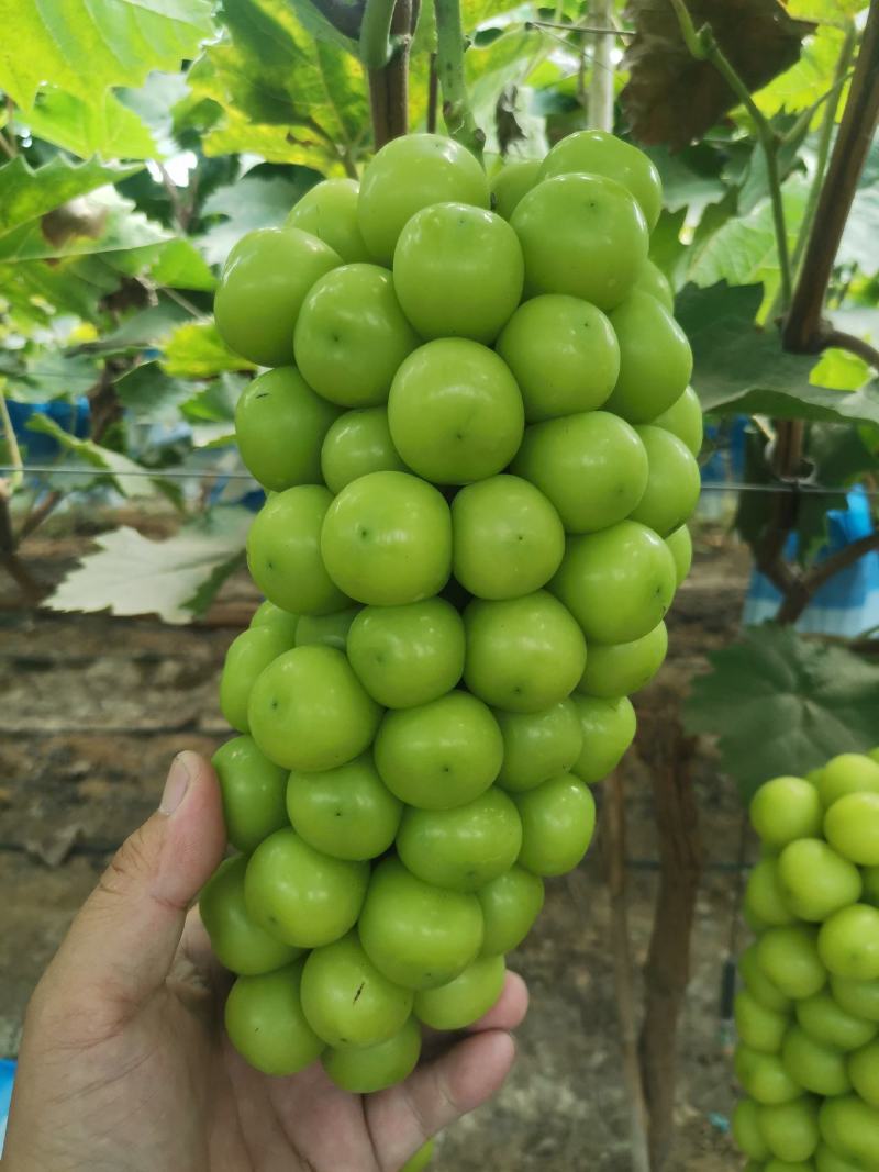 阳光玫瑰葡萄，
