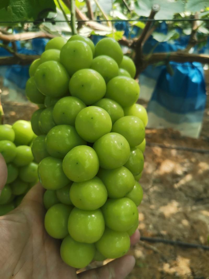 阳光玫瑰葡萄，