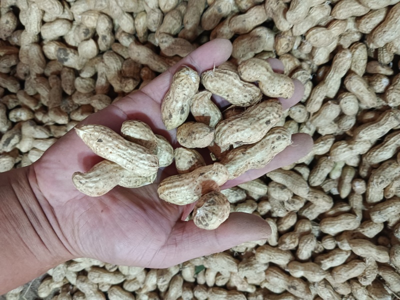 鲜花生，红米，机器分选后人工挑选，手挑果，精选花生