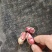 鲜花生,红米,机器分选后人工挑选,手挑果,精选花生