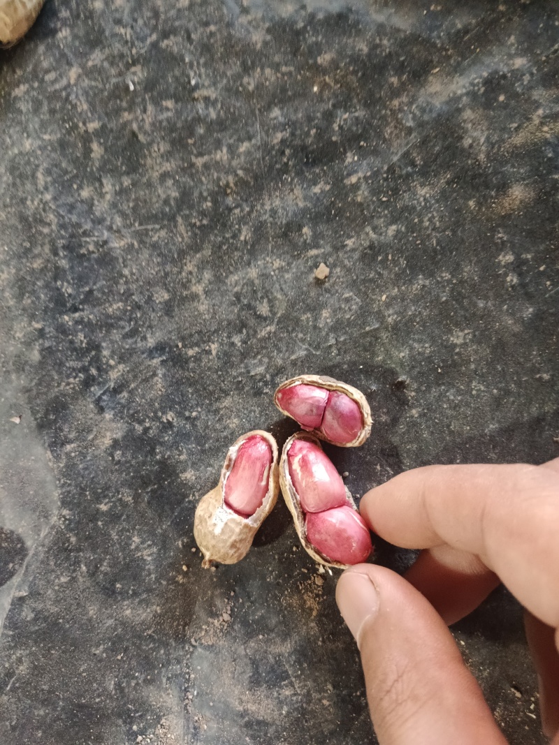 鲜花生，红米，机器分选后人工挑选，手挑果，精选花生