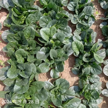 叶趴地菠菜，叶片肥厚，肉质鲜嫩。产地直发，对接电商、市场