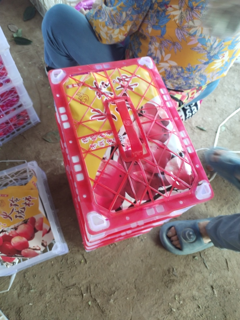 各种柿子大面积上市了