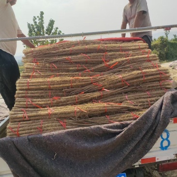 灵宝铁棍山药量特别大