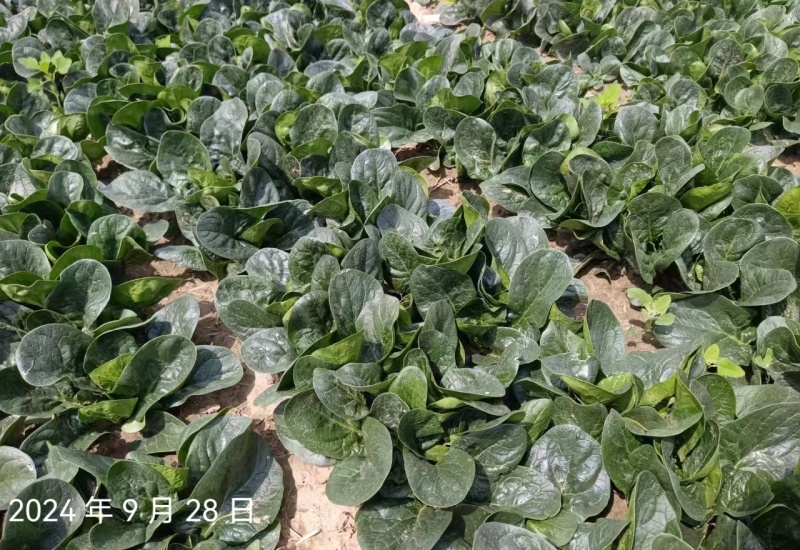 叶趴地菠菜，叶片肥厚，肉质鲜嫩。产地直发，对接电商、市场
