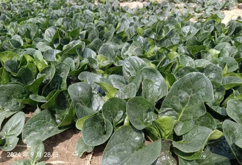 叶趴地菠菜，叶片肥厚，肉质鲜嫩。产地直发，对接电商、市场