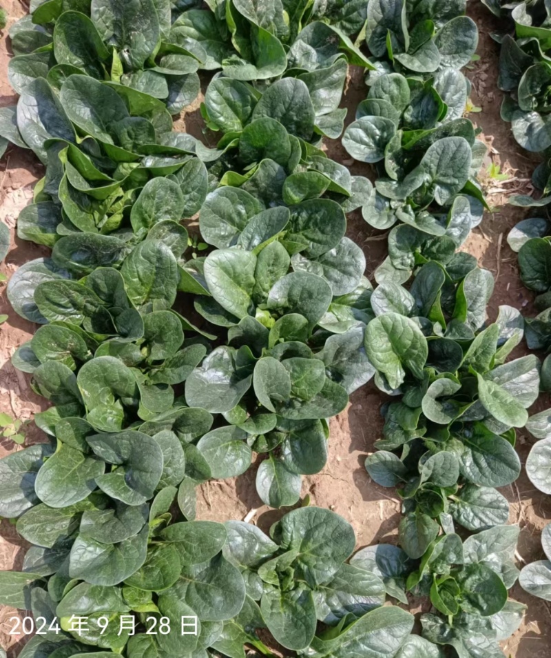 叶趴地菠菜，叶片肥厚，肉质鲜嫩。产地直发，对接电商、市场