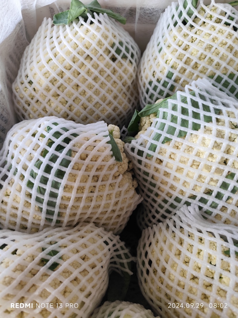 【松花菜】山东聊城耐寒青梗白面松花菜小米粒乳白色提供网袋