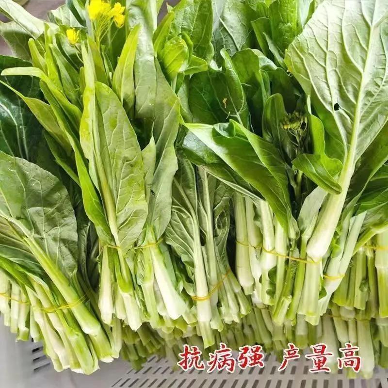 湖北白菜苔产地直供质量保证对接各大市场商超电商
