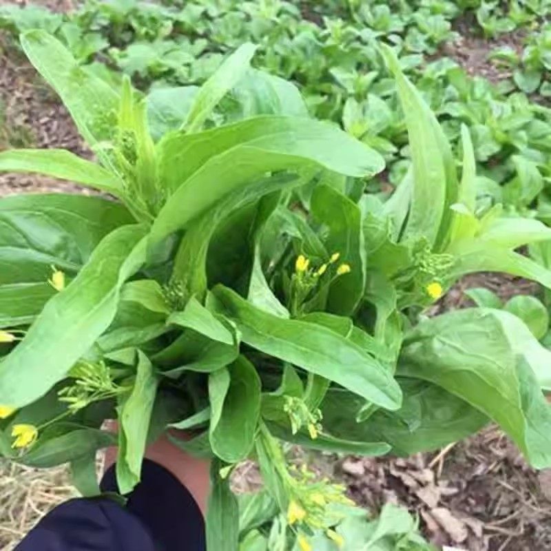 湖北白菜苔产地直供质量保证对接各大市场商超电商