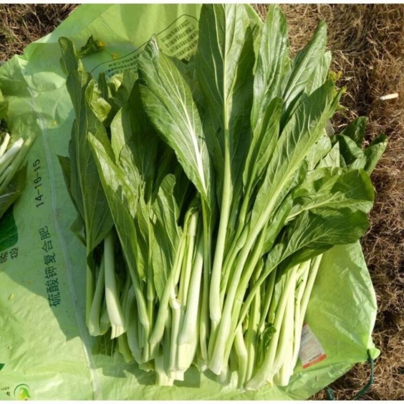 湖北白菜苔产地直供质量保证对接各大市场商超电商