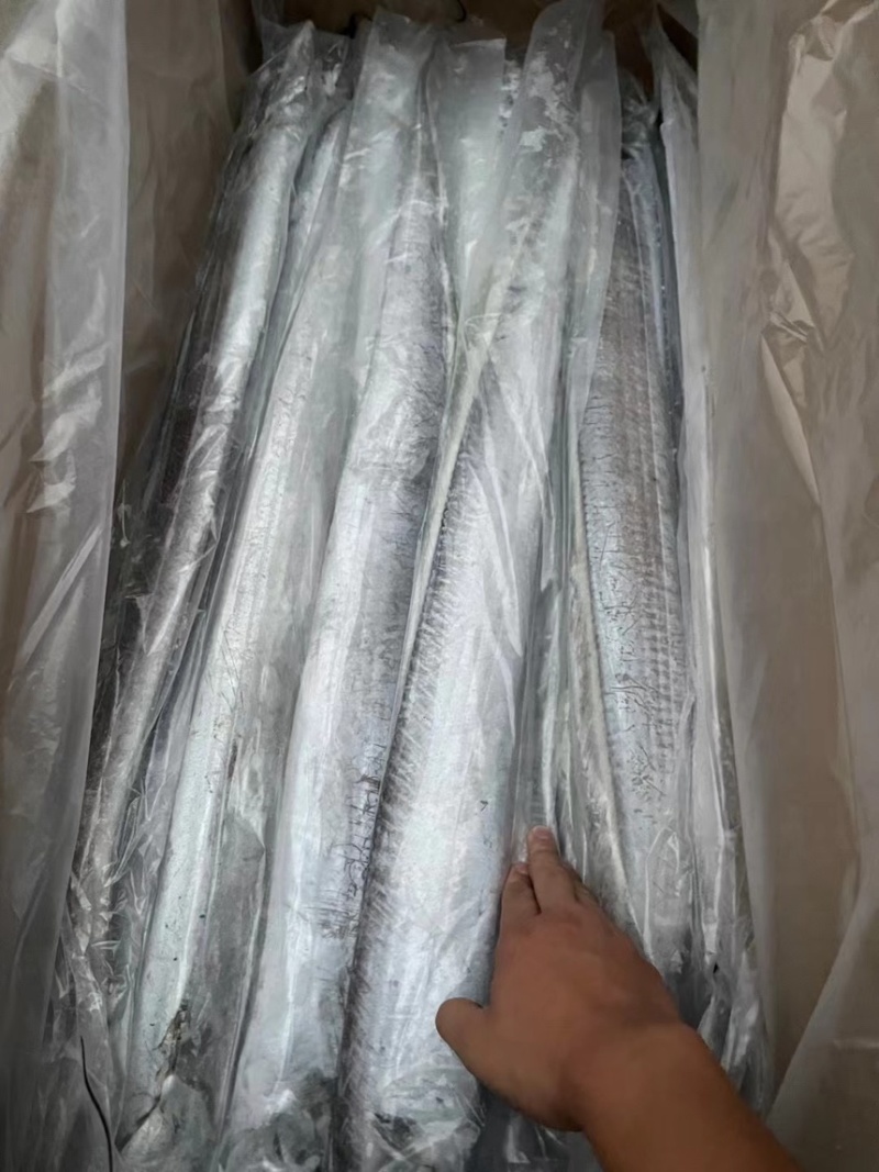 山东船冻小眼油带，产品鲜，品质保证，量大从优