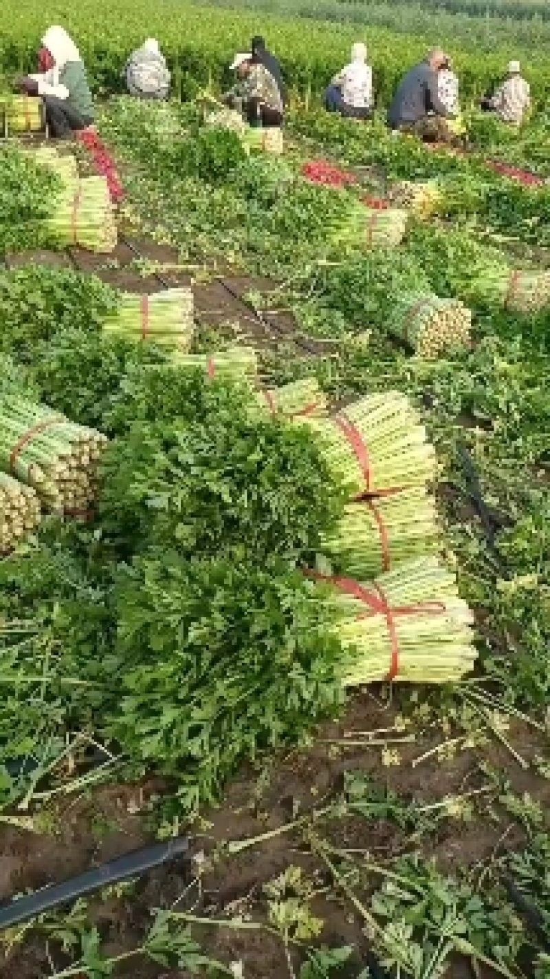 西芹大量有现货啊，菜农一首货源，质量好，价格不贵啊。
