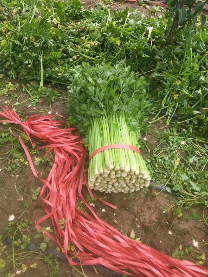 西芹大量有现货啊，菜农一首货源，质量好，价格不贵啊。