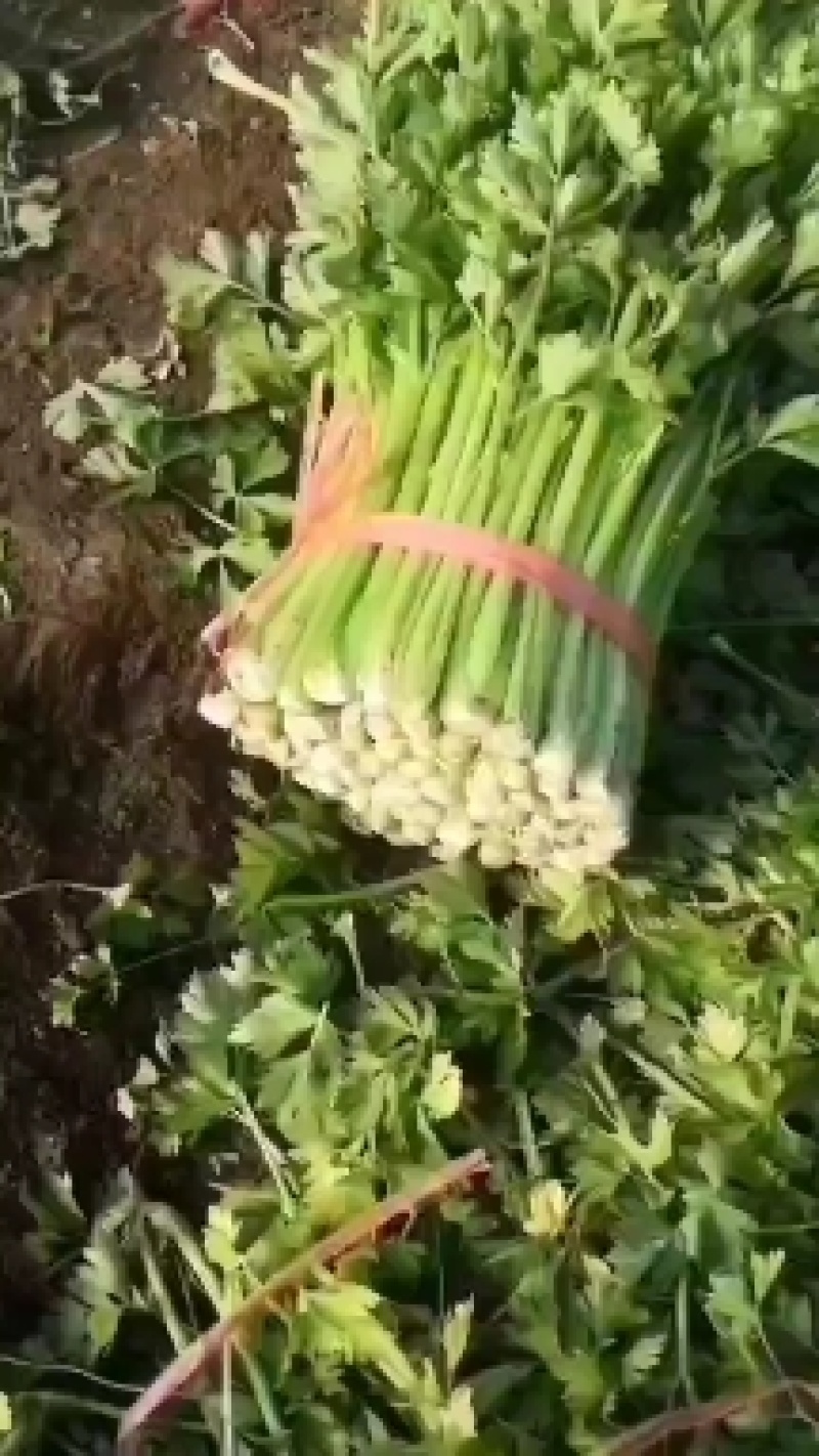 西芹大量有现货啊，菜农一首货源，质量好，价格不贵啊。