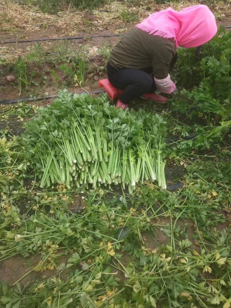 西芹大量有现货啊，菜农一首货源，质量好，价格不贵啊。