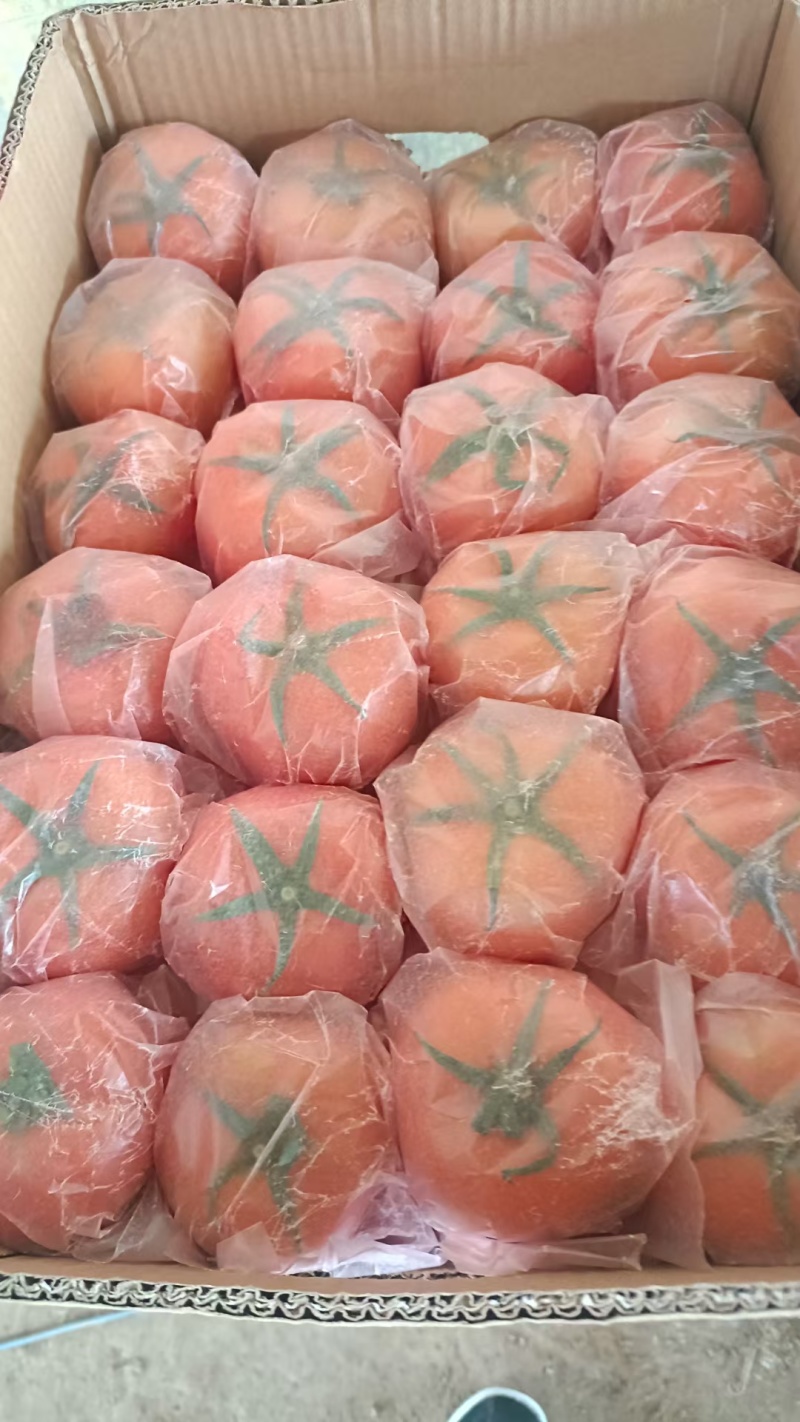 【牛商优选】山东聊城，西红柿产区大量供应，电商，商超，