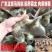 广东正宗马岗鹅苗纯种黑棕鹅苗大种小鹅苗家养灰色马岗鹅小苗