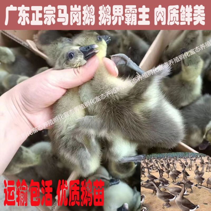 广东正宗马岗鹅苗纯种黑棕鹅苗大种小鹅苗家养灰色马岗鹅小苗