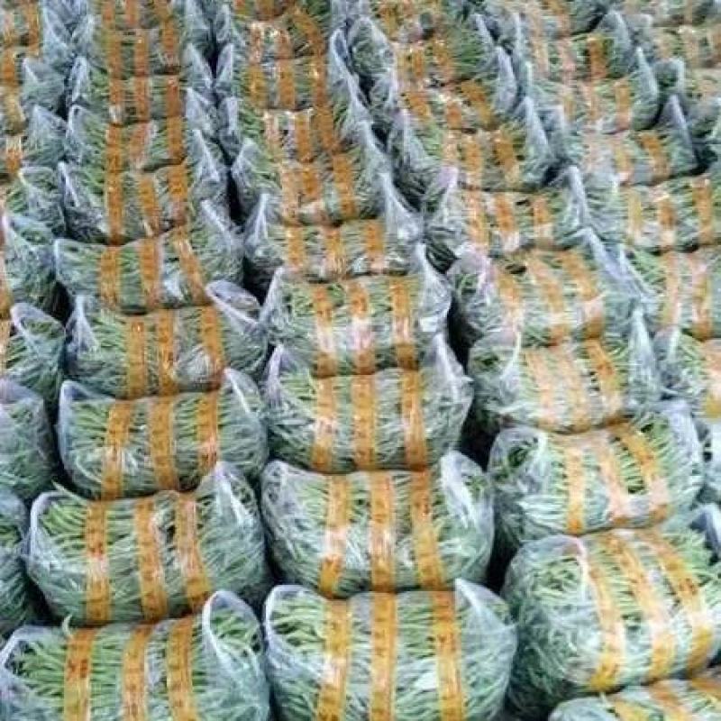 精品无筋豆大量上市