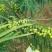 野生橄榄出售