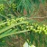 野生橄榄出售