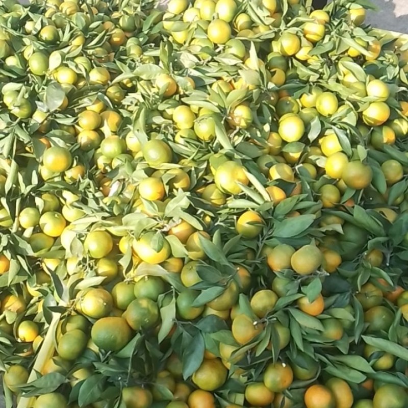 陕西城固蜜橘大量上市，需要的及时联系