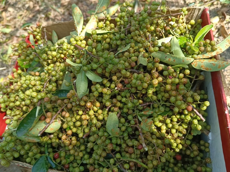 凉山金阳青花椒