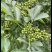 凉山金阳青花椒