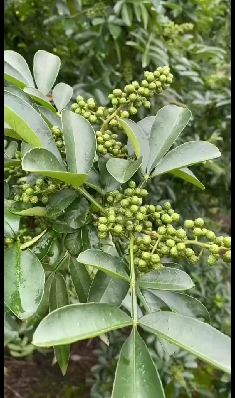 凉山金阳青花椒