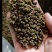 凉山金阳青花椒