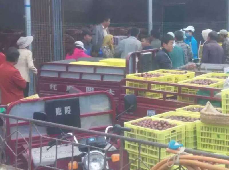鲜枣脆枣济南鲜果市场热销园枣合作社特有嫁接大枣