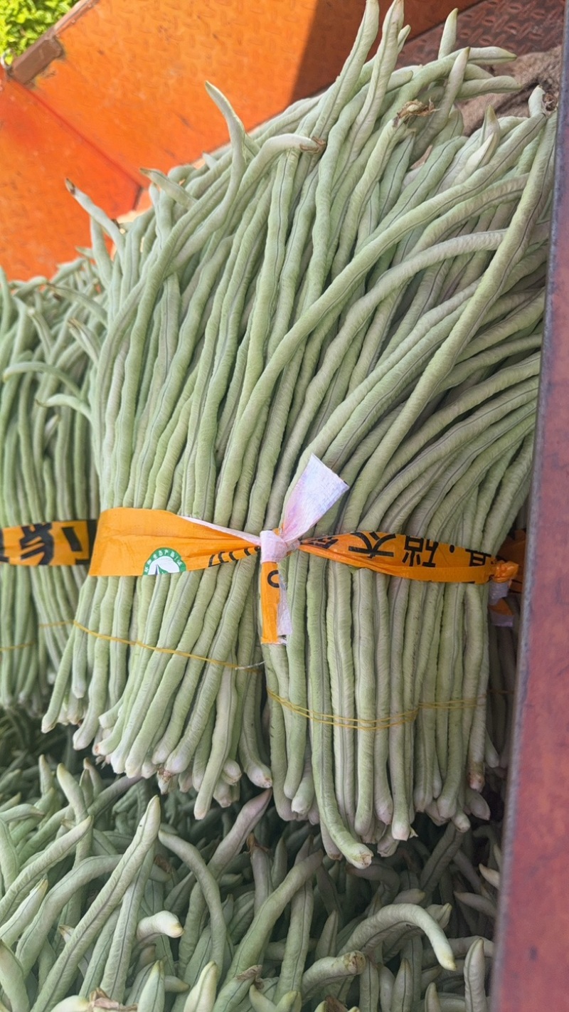 秋季白豆角马上大量上市了，欢迎量大的老板档口合作