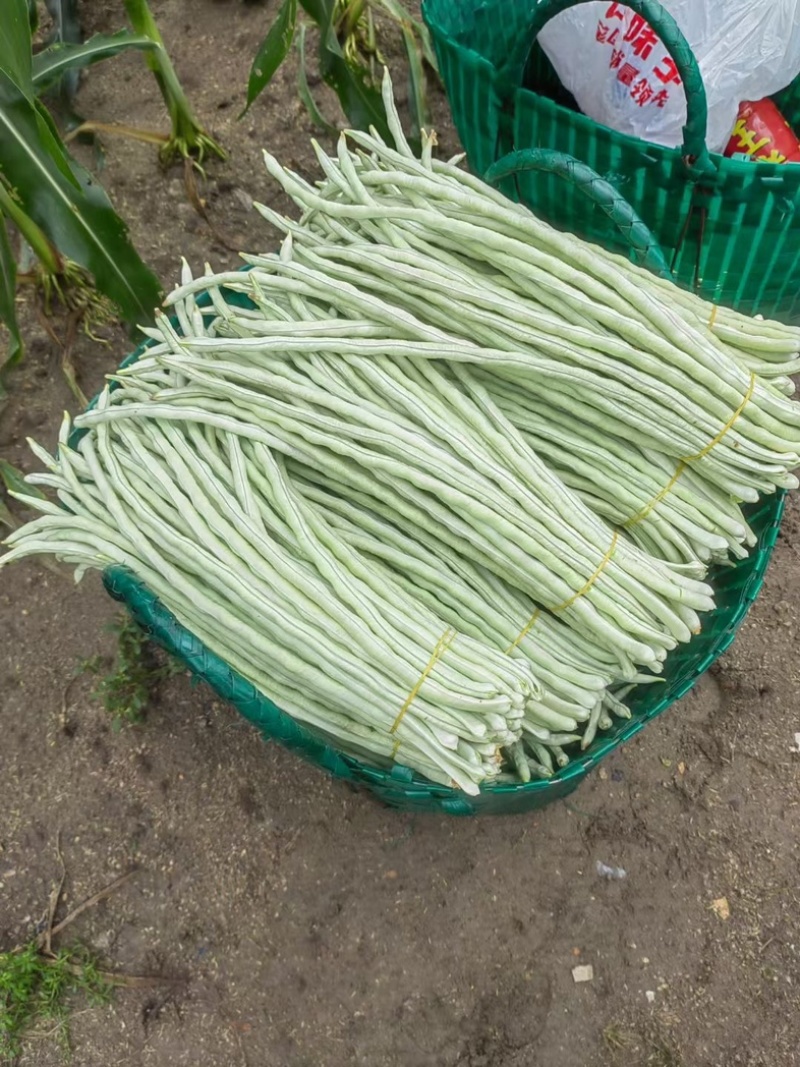秋季白豆角马上大量上市了，欢迎量大的老板档口合作